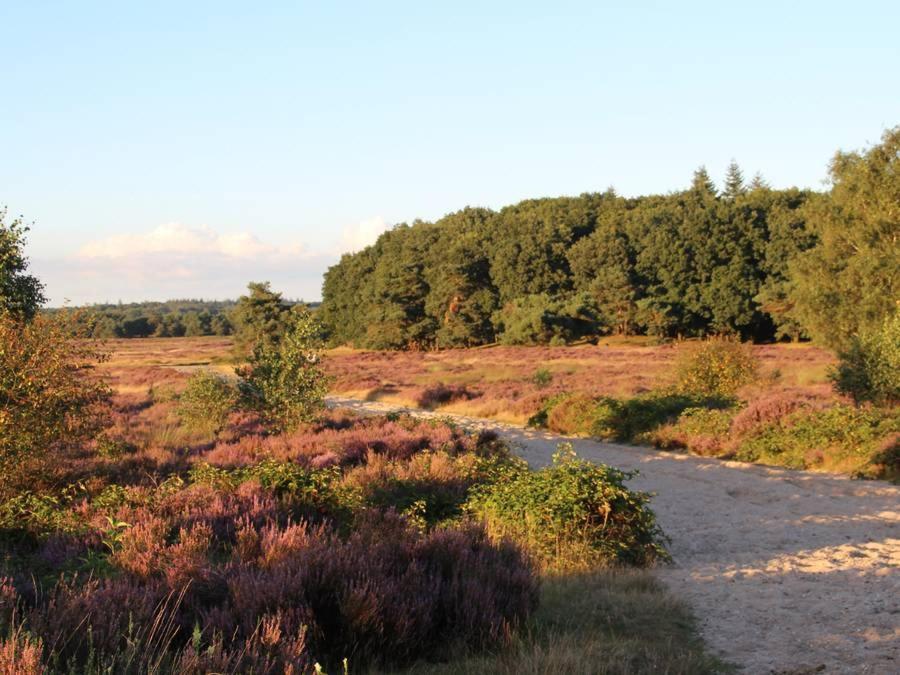 Chalet Veluwe Wageningen Villa ภายนอก รูปภาพ